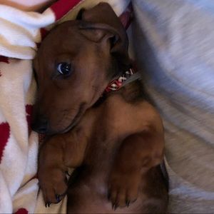 Meet your Posher, Ben